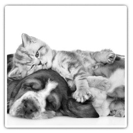 Square Stickers (Set of 2) 7.5cm BW - Sleepy Puppy & Kittens Dog Cat 36243