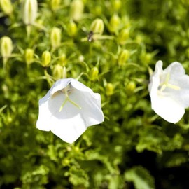 White Bellflower (50 seeds) Campanula carpatica alba 'Weisse Clips'/White Clips