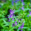 Angelonia Flower Garden Seeds - Serena Blue - Packet of