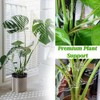 2Pcs Monstera Grapple,Monstera Leaf Plant Support,Turtle Shell Bamboo Clamp Set,Unique