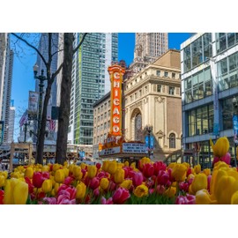 Chicago Puzzle, Jigsaw Puzzle 1000 Pieces, Spring Tulips Chicago Theatre