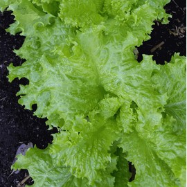 Everwilde Farms - 1 Oz Grand Rapids Lettuce Seeds - Gold Vault