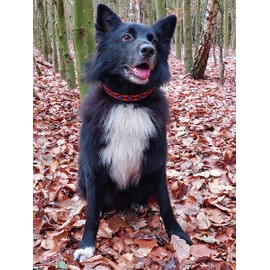 BUDDYPACK Dog Collar Extra Wide and Soft Padded for Small, Medium and Large Dogs Colourful (Black-Colourful on Black, S (38-43 cm))