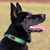 Plutus Pet Tactical Dog Collar, Reflective, Adjustable Heavy Duty Dog