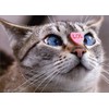 Cat with Candy Heart on Nose Funny/Humorous Valentine's Day Card