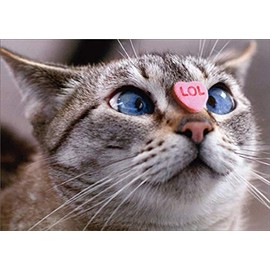 Cat with Candy Heart on Nose Funny/Humorous Valentine's Day Card
