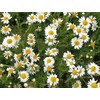 Rare Flower Seeds Anthemis nobilis 1000+ Chamomile Flowering Herb Seeds