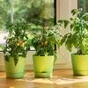 Relaxdays Plant Stakes, Set of 50, H x D 30