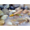 Stimulator Dry Fly Fishing Flies - 1 Dozen - Sizes