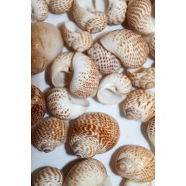 2 Pounds, Natural Natica Tigerina Seashells,Beach Art, Sailors Valentines, Beach Decor, Shell Crafts, SS-531
