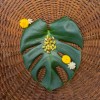 Odd Frond Monstera Deliciosa Seeds Fresh 10 Count Batch |