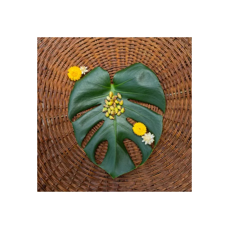 Odd Frond Monstera Deliciosa Seeds Fresh 10 Count Batch |