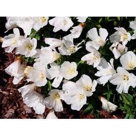 White Godetia Flower Seeds for Planting,1500+ Seeds Per Packet, (Isla's Garden Seeds), Non GMO & Heirloom Seeds, Scientific Name: Clarkia Amoena, Great Home Garden Gift