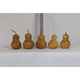 Box of 5 Dried Bottle Gourds - 3 inches in Diameter, Dried Gourds for Crafts, Gourd Art and Decorating