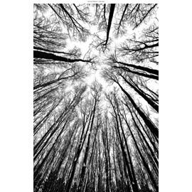 Windowpix 24x36 Inch Decorative Static Cling Window Film Fir Forest Winter View from Below Printed on Clear for Window Glass Panels. UV Protection, Energy Saving.