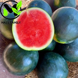 Mai's Family Sugar Baby Watermelon Seeds - Heirloom - 50
