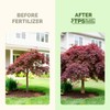 Japanese Maple Fertilizer – Liquid Plant Food for Vibrant Color,