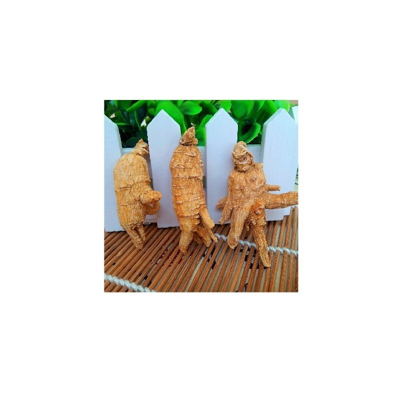 Western Ginseng "Flower Ginseng" Round Slices, 3.5 oz (100 g)