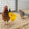 Suinga Abbeveratoio automatico per galline e perdici | Confezione da