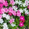 22Day Seeds: Seeds Periwinkle Madagascar Mix/Vinca Rosea/Perennial Flowers