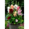 NIKA SEEDS - Seeds Flowers Hollyhock Majorette Mix Perennial -