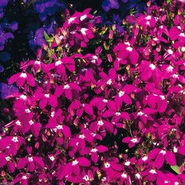Outsidepride Lobelia Rosamond - 5000 Seeds