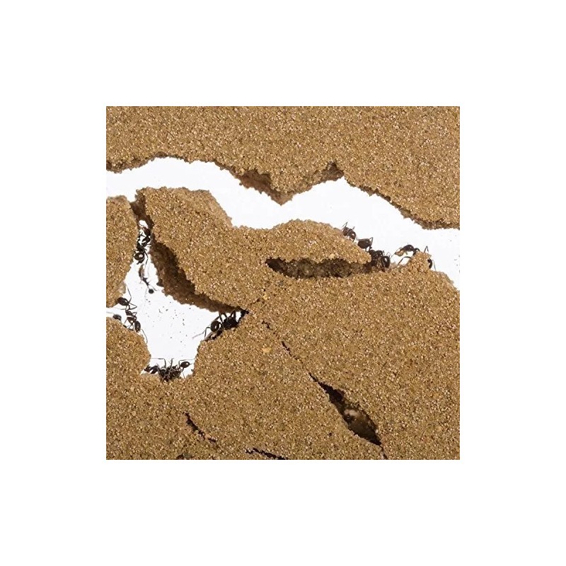 anthouse Sand Ant Farm Medium (Anthill, Formicarium, Educational, Ants)