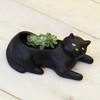 Kikkerland Cosmo The Black Cat Porcelain Planter, for Succulents, Herbs,