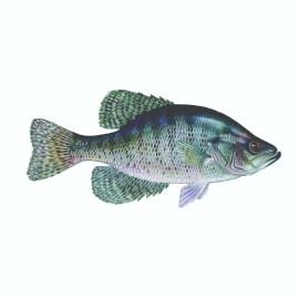 Arlon White Crappie Sticker, Decal, Bumper Sticker Truck, Fishing, Boat Stickers 2/pk - 1.8” x 3” Right & Left Facing