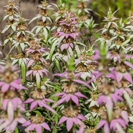 Outsidepride 1000 Seeds Perennial Monarda Punctata Spotted Bee Balm Herb & Flower Seeds for Planting