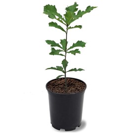 Generic Swamp White Oak, Long-Living, Shade Tree, Acorn Producing, 1 gal, Nursery Pot, Green