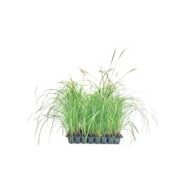 Adagio Maiden Grass | 10 Live Plants | Micanthus Sinensis | Hardy Ornamental Grass Perfect for Landscaping and Gardening