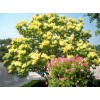 PeavyTailor 50 Yellow Lilac Seeds Fragrant Flower Shrub Bush Japanese