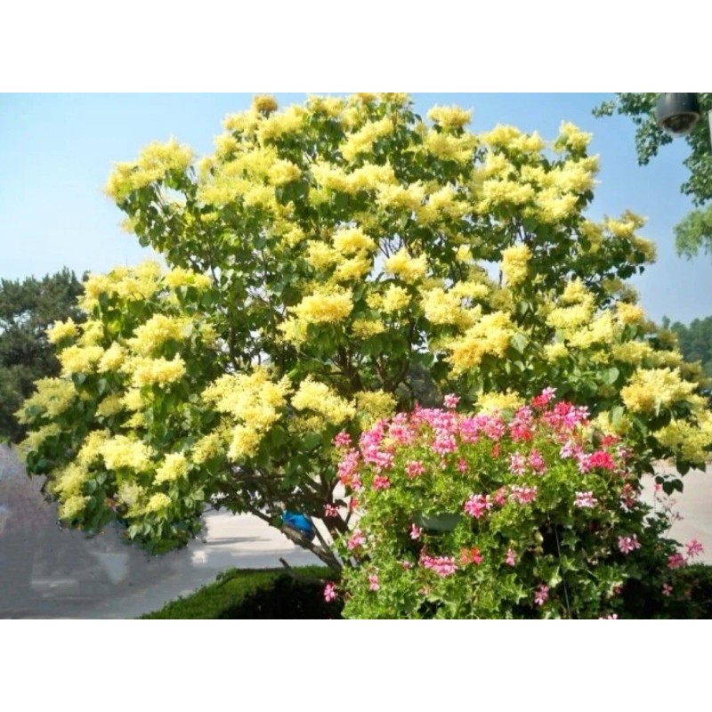 PeavyTailor 50 Yellow Lilac Seeds Fragrant Flower Shrub Bush Japanese