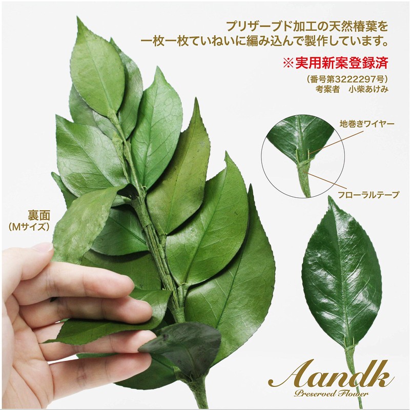 Sakaki, Extra Large MV, Camellia Leaves Extra Thick, Medium Size,