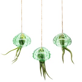 NW Wholesaler - 3Pcs of Indoor Hanging Tillandsia Air Plants in Green Glass Sea Urchin Shell - Live Houseplants Hanging Decor, Easy Care Hanging Plant with Raffia Twine and Glass Shell