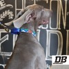 [DB] Collar, Dog, Half Chalk, Medium Dog, Large Dog, Dog