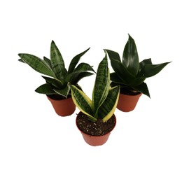 3 Snake Plant - Sansevieria Assorted Variety from California Tropicals