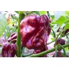 Jamaican Chocolate Habanero Pepper Seeds 10+ Seeds