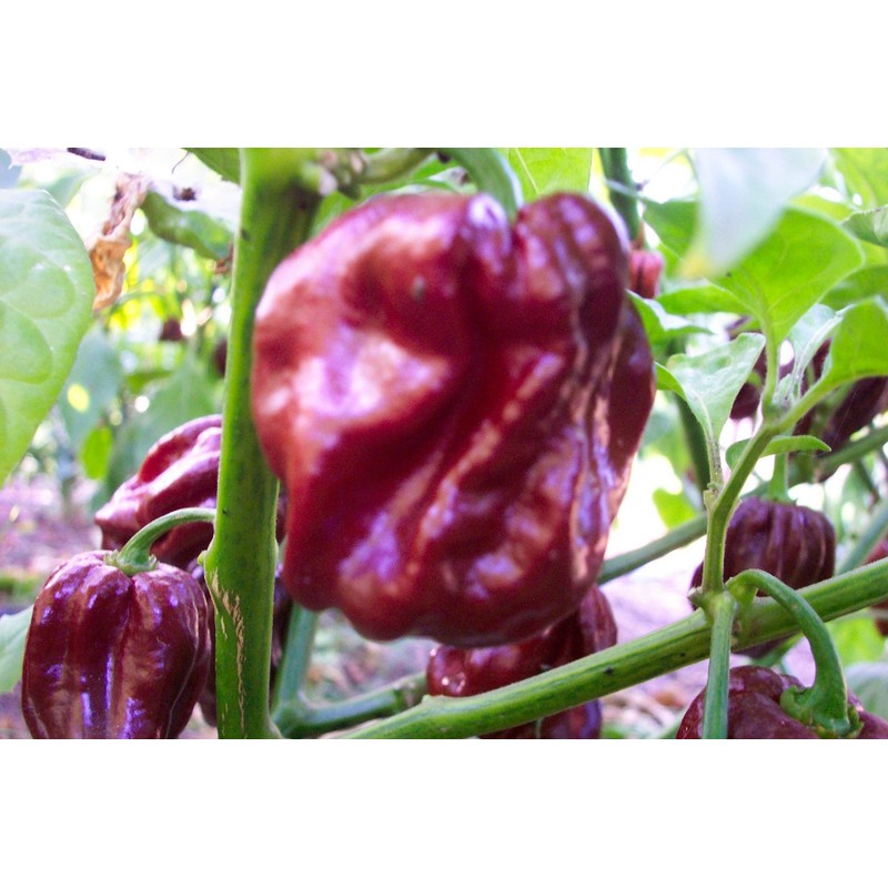 Jamaican Chocolate Habanero Pepper Seeds 10+ Seeds