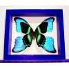 REAL FRAMED BUTTERFLY PAPILIO BLUMEI WITH 4 WINGS MORPHO DIDIUS DOUBLE GLASS.