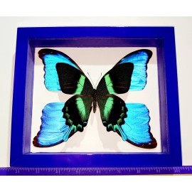 REAL FRAMED BUTTERFLY PAPILIO BLUMEI WITH 4 WINGS MORPHO DIDIUS DOUBLE GLASS.
