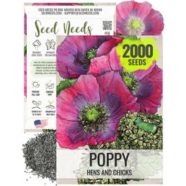 Seed Needs Hens & Chicks Poppy Seeds for Planting - Heirloom & Open Pollinated Annual Wildflowers - Beautiful Poppies to Attract Pollinators to a Butterfly Garden (1 Pack)