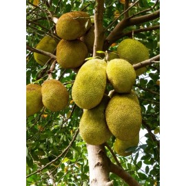 Unbranded Jackfruit Seedling Tree Live - 1 Year Old Tree - 8 to 10 Inches Tall