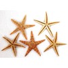 5 Real Seesterne for Fishing Net Decoration Approx. 7 to