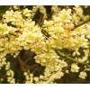 AWAD Litsea Cubeba (May Chang) Pure Essential Oil 30 ML