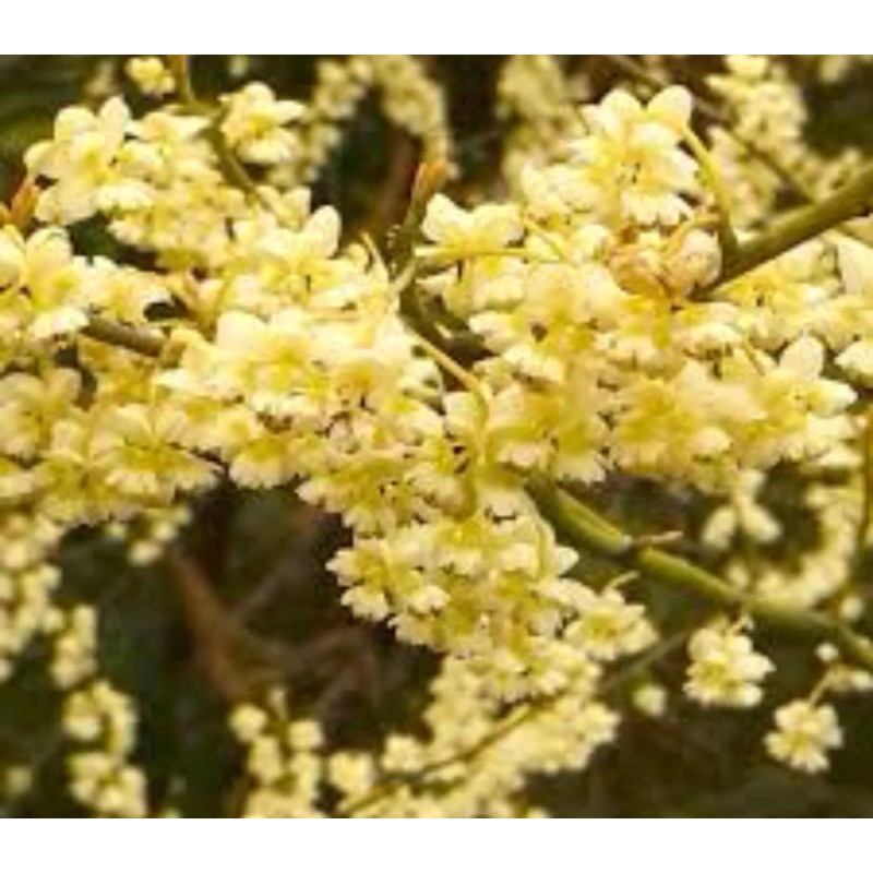 AWAD Litsea Cubeba (May Chang) Pure Essential Oil 30 ML