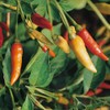 Tabasco Hot Peppers Seeds, 100 Heirloom Seeds Per Packet, Non