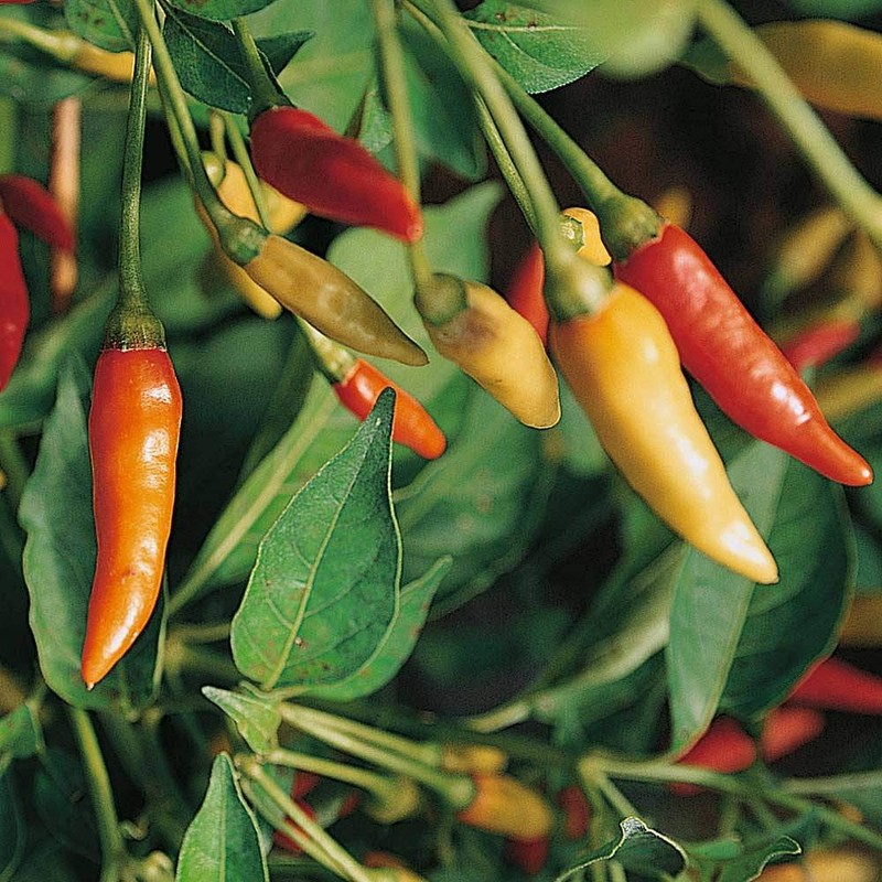 Tabasco Hot Peppers Seeds, 100 Heirloom Seeds Per Packet, Non