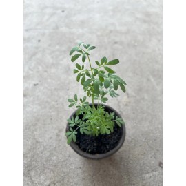 Rue Plant 1 Rue Live Plant Ruda Plant With Pot Herb of Grace Common Rue Ruta Graveolens